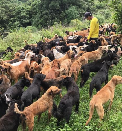 천팔백마리 개들이 사는섬 | 인스티즈