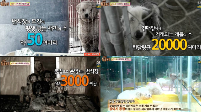 애견샵의 불편한 진실.jpg | 인스티즈