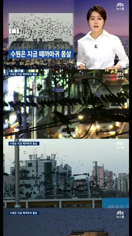 수원에서 자주일어난다는 떼까마귀...jpg | 인스티즈