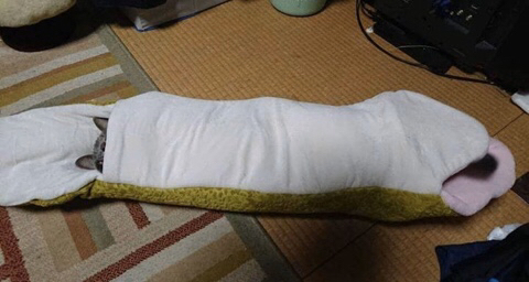 뱀에게 잡아먹히는 고양이.jpg | 인스티즈