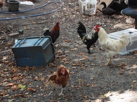 일본 명문대중 하나인 교토대학교의 기숙사.jpg | 인스티즈