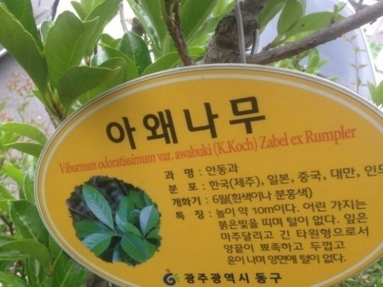 특이한 식물 이름 | 인스티즈