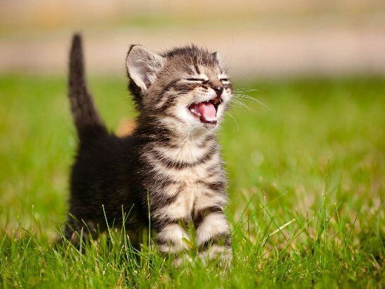 아기집사와 고양이 | 인스티즈