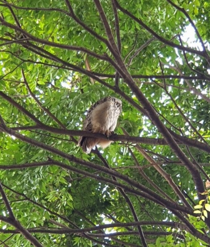 부산 한 아파트에 천연기념물 수리부엉이 출현 | 인스티즈