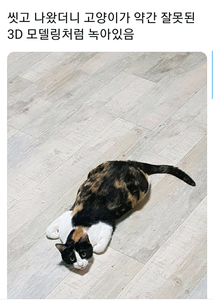 씻고 나왔는데 고양이가 이상하게 엎드려있다 | 인스티즈