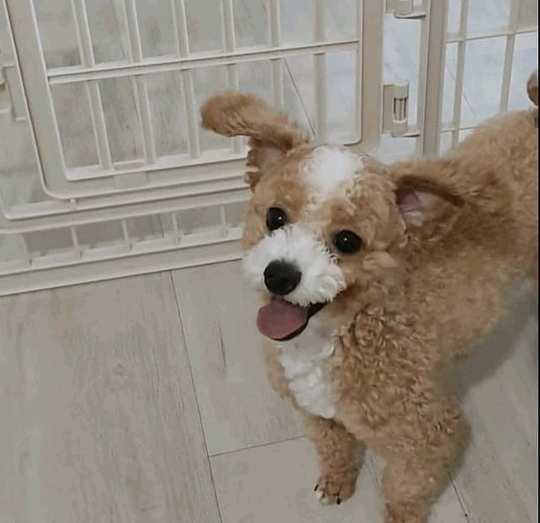 진짜같은 강아지 인형 | 인스티즈