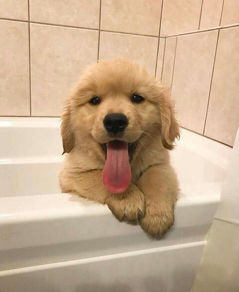 커여운 인절미들 | 인스티즈