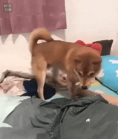 ??? : 주인아.. 이것 좀 만져봐.gif | 인스티즈