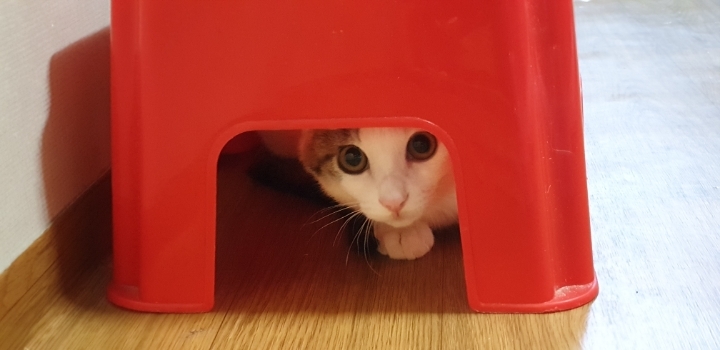 멋대로 들어온 고양이 안나간지 53일차 (짤있음 데이터 조심) | 인스티즈