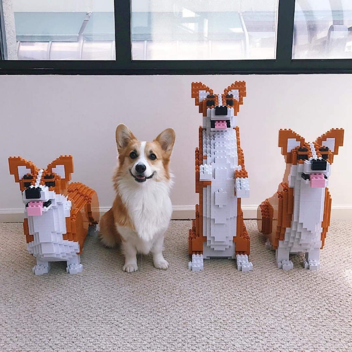 레고인척 하는 댕댕이 | 인스티즈