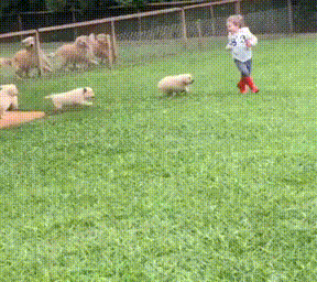 개들한테 잔인하게 먹히는 아이.gif | 인스티즈