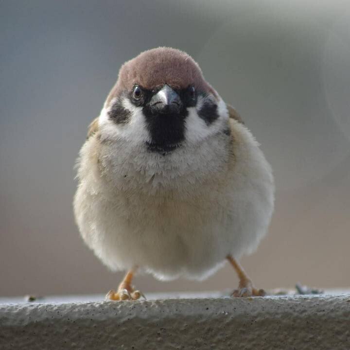 의외로 정면에서 보면 무서운 생물....JPG | 인스티즈