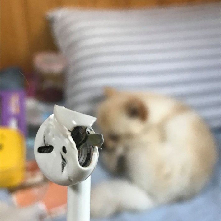 에어팟 좋아하는 댕댕이 | 인스티즈