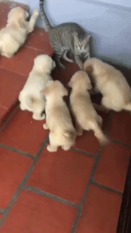 골든 리트리버 무리에게 둘러싸인 고양이.gif | 인스티즈