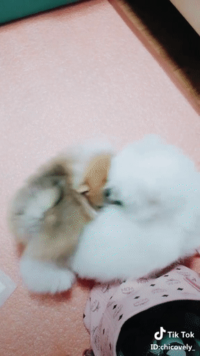 의외로 무서운성격인 포메라니안 | 인스티즈