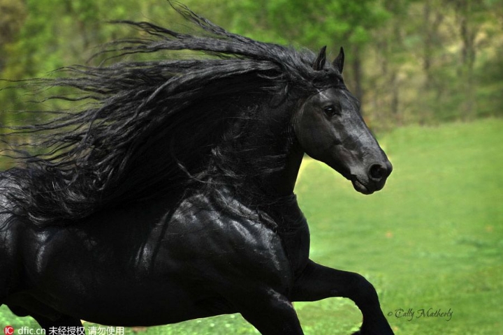 주인피셜 자기가 잘생긴거 알고있는것 같다는 검은색 말.jpg | 인스티즈