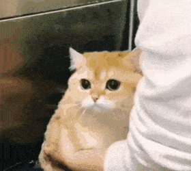 이거 고양이 아닐지도몰라 | 인스티즈