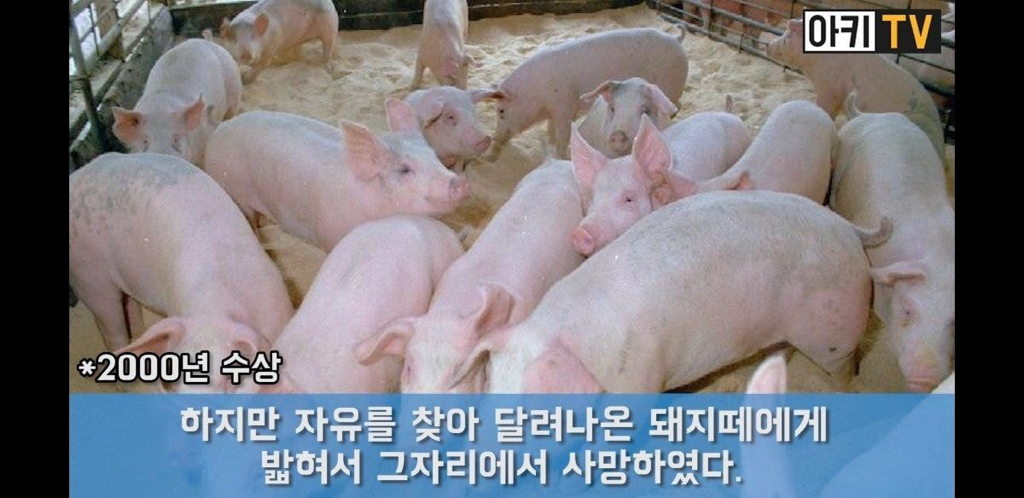 다윈상을 받은 채식주의자.JPG | 인스티즈