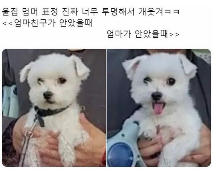 감정에 솔직한 댕댕이 | 인스티즈