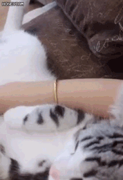 요오오오망한 고양이 | 인스티즈