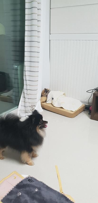 댕댕이 팔자 상팔자 🐕🐕🐶🐶 | 인스티즈