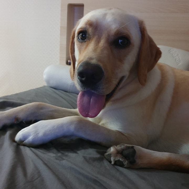 강아지 단짠단짠 | 인스티즈