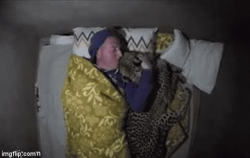 대형 고양이와 자면.gif | 인스티즈