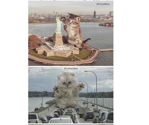 거대해진 냥냥이 | 인스티즈