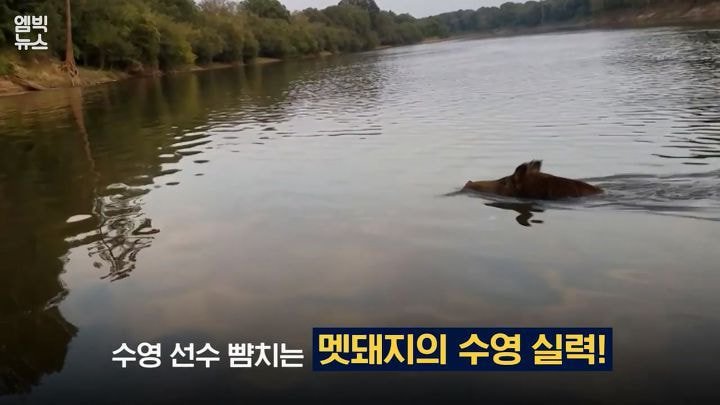 멧돼지 수영실력 ㄷㄷㄷ.JPG | 인스티즈