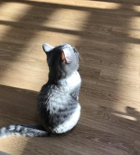 털뭉치같은 고양이들 | 인스티즈