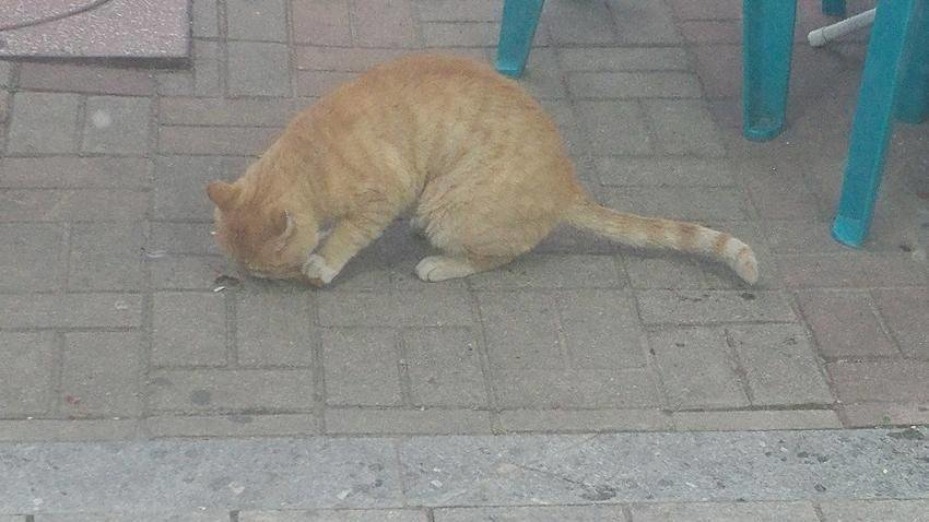 편의점 앞에 냥이가 서식하면 생기는 일 | 인스티즈