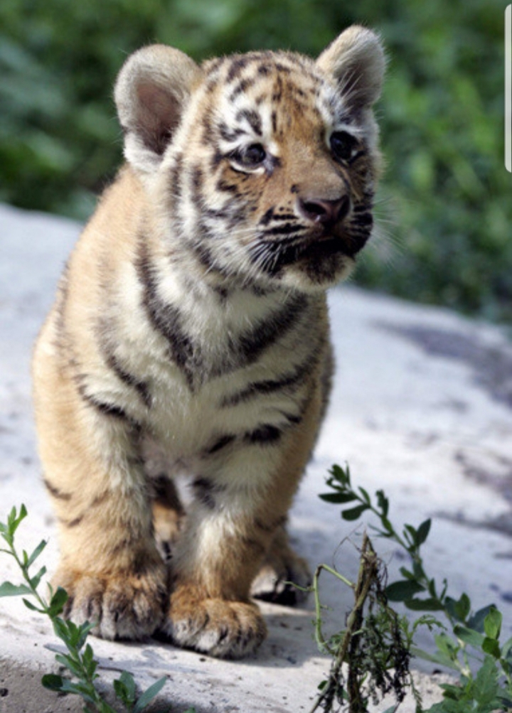 생후 갓 3개월된 맹수 호랑이 vs 산전수전 다 겪은 스트릿출신 길냥이 | 인스티즈