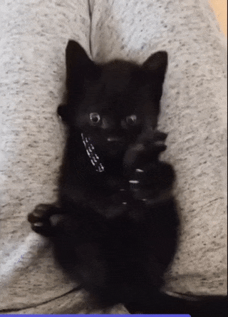 검은 고냥이 | 인스티즈