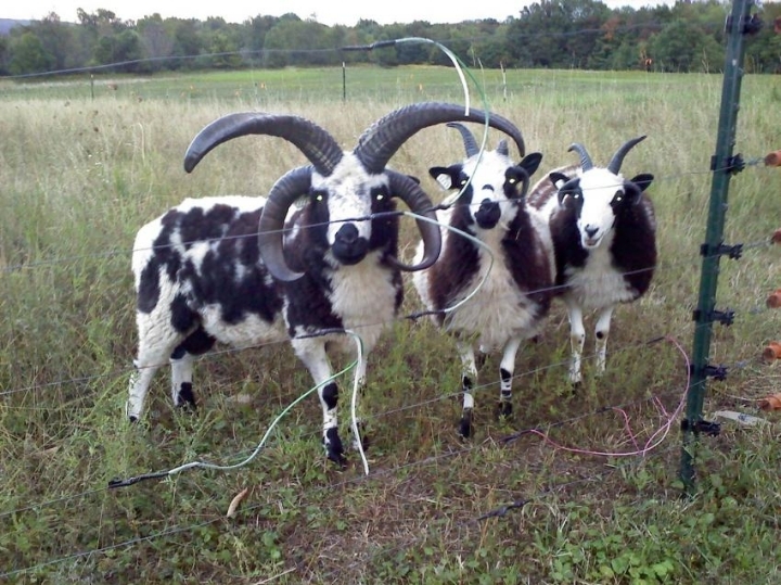 서양에서 염소가 악마의 상징인 이유 | 인스티즈