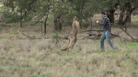 댕댕이 구출 레전드 | 인스티즈