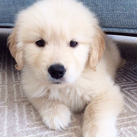 커여운 인절미들 | 인스티즈