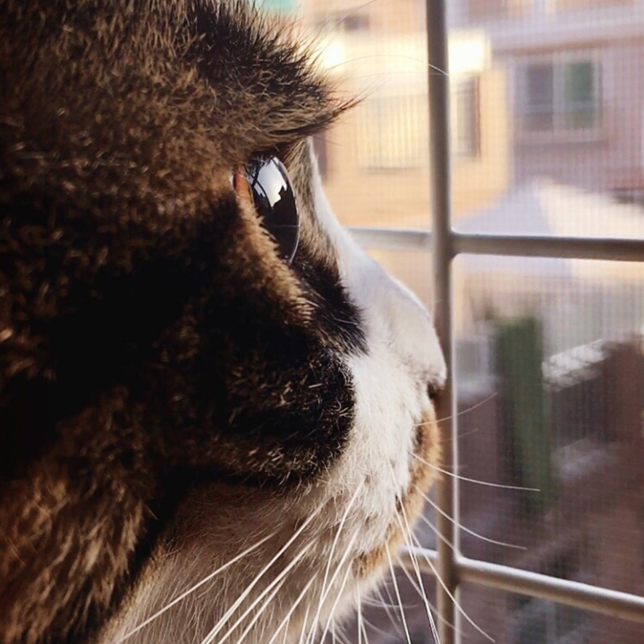 고양이들의 눈동자 | 인스티즈