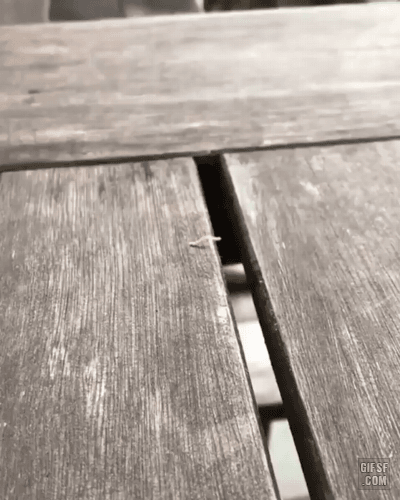 위대한 도약 | 인스티즈