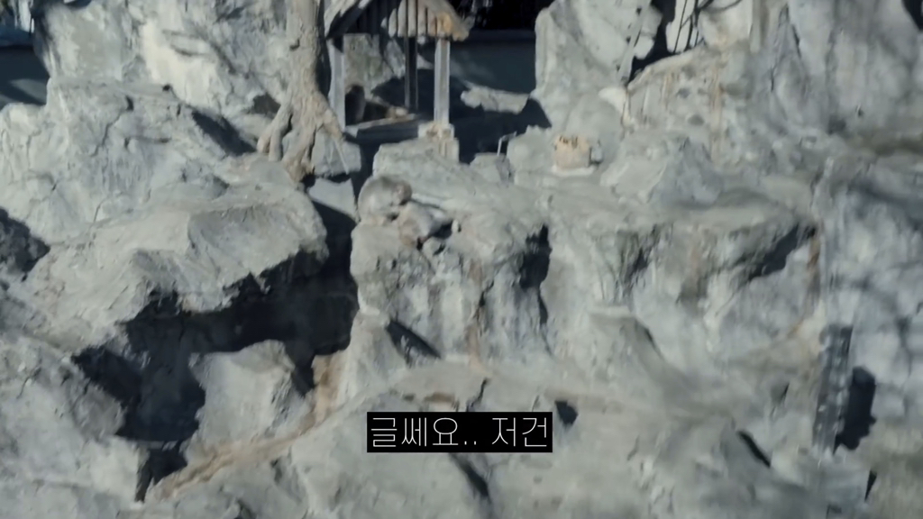 일본인이 밝히는 일본 원숭이의 암수 구분법 | 인스티즈