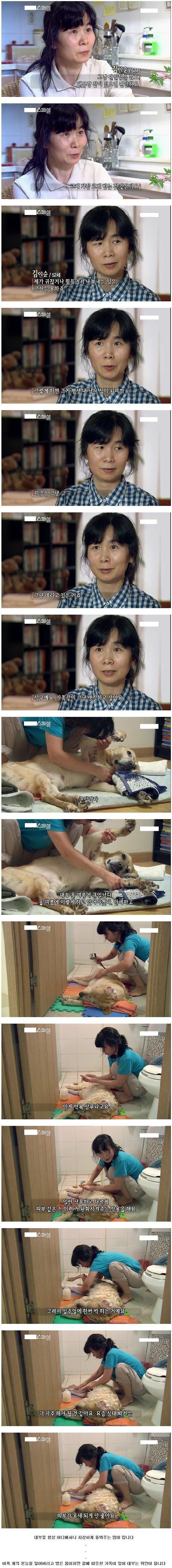 안내견 대부의 이야기 | 인스티즈