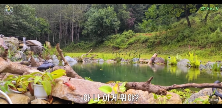 직접 만든 연못에 새로운 어종 추가하는 유튜버.jpg | 인스티즈