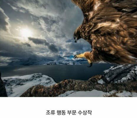 2019 야생 동물 사진 최우수상 모음 | 인스티즈