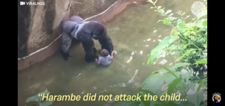 당신의 자녀가 고릴라 우리에 떨어졌다 | 인스티즈