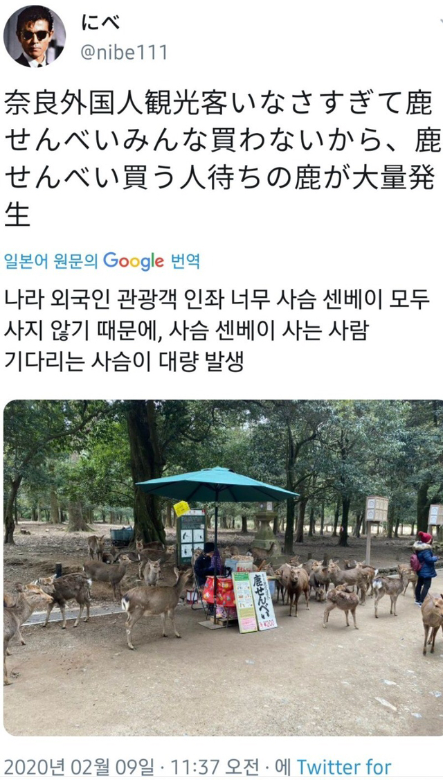 일본 나라 사슴공원 | 인스티즈