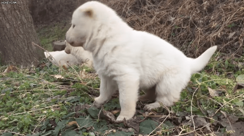 하얀 아기 댕댕이 | 인스티즈