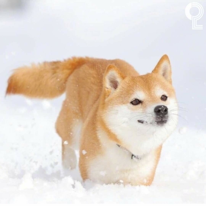 커여운 시바견 | 인스티즈