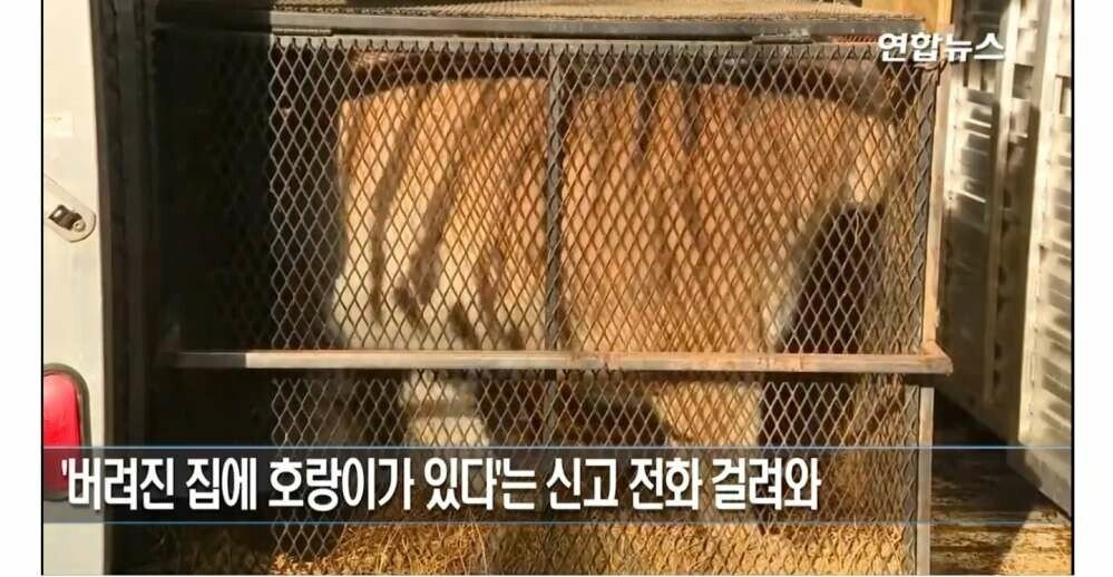 ??? : 대마초 피려다가 고양이 주운거 인증한다 | 인스티즈
