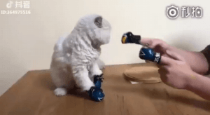 배운거 바로 써먹는 고양이.gif | 인스티즈