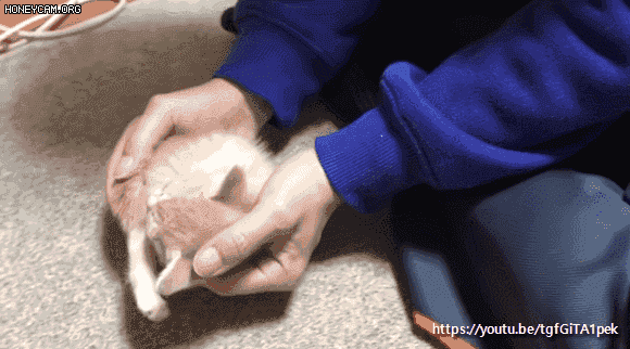 박스보다 집사 무릎이 좋은 아기 고양이.gif | 인스티즈