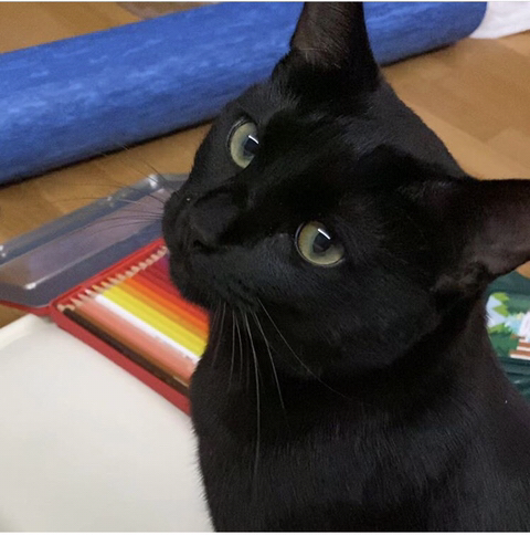 박수홍 고양이 냥스타그램 | 인스티즈